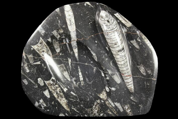 Decorative Tray with Orthoceras Fossils - Morocco #85336